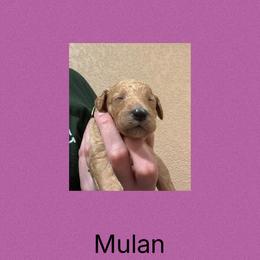 AKC Standard poodle Mulan - Red  female Poodle puppy in Harrisburg, Arkansas from Ransone’s Ridge Runners Poodles and Doodles