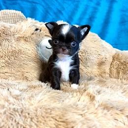Buttons - Chocolate and white male Chihuahua puppy in Mesa, Arizona from Arizona Dream Chihuahuas