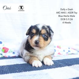 Oni - BMM1 - Blue merle male Toy Australian Shepherd puppy in Nacogdoches, Texas from TK Standard, Mini, & Toy Aussies