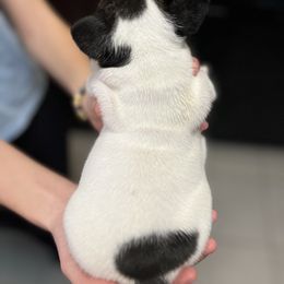 French Bulldog Puppies from Nicole's French Bulldogs