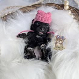 Briar - Black and gold female Morkie puppy in Barren Springs, Virginia from Seeking Shalom Acres Maltese, Maltipoos & Havamalts