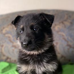 Lime collar boy - Black and tan male German Shepherd puppy in Coleta, Illinois from Four Leaf Farm- Vom Vierblättriges Bauernhof