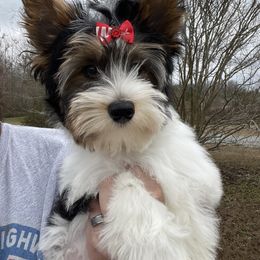 Biewer Terrier Puppies from Southern Star Biewers