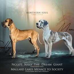 Great Dane puppies from Northern Soul Great Danes