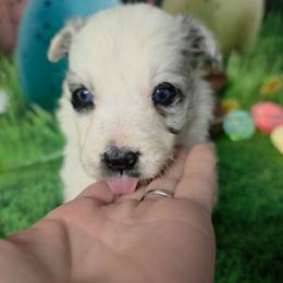 Cricket - Blue merle female Border Collie puppy in Avilla, Indiana from Borderline Kennels