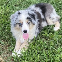 Boy1 Merle - Blue merle male Miniature American Shepherd puppy in Harmony, North Carolina from Carolina Pride Aussies