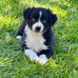 Pirate - Black & white male Miniature Australian Shepherd puppy in California from Eagle River Aussies