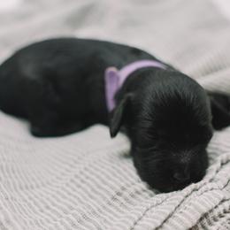 Purple Girl - Black female Cavapoo puppy in Mckinney, Texas from Doodles of North Tx