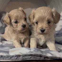 Maltipoo puppies from Riyem Wildflower Farms