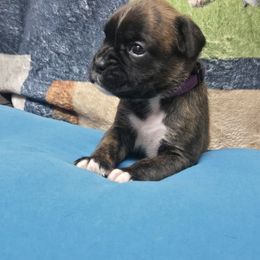 Purple - Brindle female Boxer puppy in Petrolia, Pennsylvania from Arktis Boxers