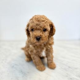 Scout (The Scarecrow-inspired boy) - Red  male Goldendoodle puppy in Bells, Texas from Partridge Doodles and Poodles