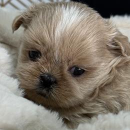Shih Tzu puppies from Best Friend Shih Tzu Co.