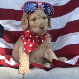 Goldendoodle, Schnoodle, and Sheepadoodle Puppies from Dood Ranch