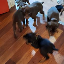 3 - Red and rust female Doberman Pinscher puppy in Puyallup, Washington from Aj bostons and Dobermans