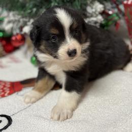 Sarah - Black tri female Miniature Australian Shepherd puppy in Signal Mountain, Tennessee from D & D Miniature and Toy Australian Sheppards