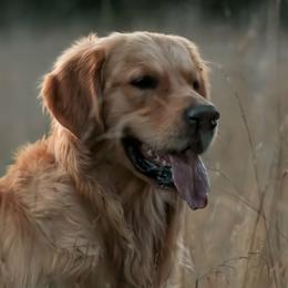 Boone - Golden Retriever