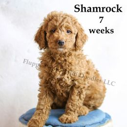Shamrock (boy) Green Collar - Red  Goldendoodle puppy in Corona, California from Fluffy Puppy Mini Doodles LLC