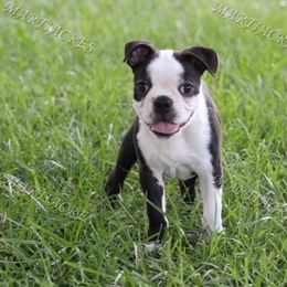 Beagle and Boston Terrier Puppies from Marti Acres ~ Boston Terrier & Beagles