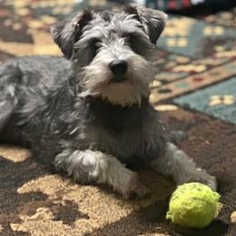 Sipsy - Miniature Schnauzer