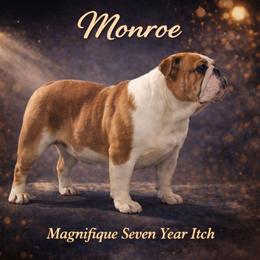 Monroe - Bulldog