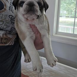Boy 1 Panda - Brindle male Pug puppy in Auburn, Kentucky from Prentice Family Pugs