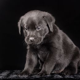 Labrador Retriever Puppies from Southtown Retrievers