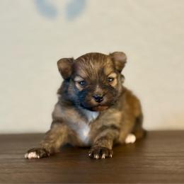 Oakley AKC Male - Orange sable male Pomeranian puppy in Las Vegas, Nevada from POM SOCIETY