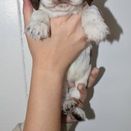 Comet - Liver and white male English Springer Spaniel puppy in Chapmansboro, Tennessee from Balthrop Bend Farms