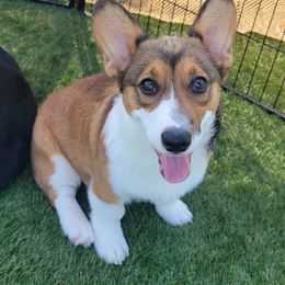 Ms Athena - Sable female Pembroke Welsh Corgi puppy in Lompoc, California from Point Conception Corgis