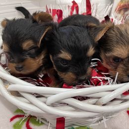 Poodle and Yorkshire Terrier Puppies from Star Catcher Pups
