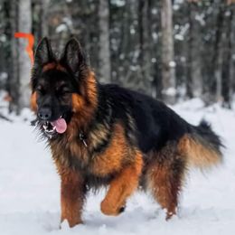 Cabo - German Shepherd
