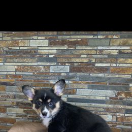 Pembroke Welsh Corgi Puppies from VIP Stables