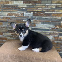 Pembroke Welsh Corgi Puppies from VIP Stables