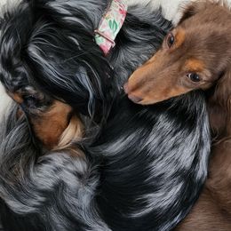 Dachshunds from DoxiRose