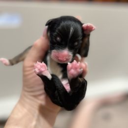 BTM- brown (Name TBD) - Black tri-color male Australian Shepherd puppy in Hayward, California from Grissom’s Aussies