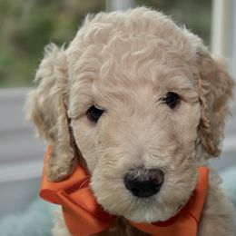 Bernedoodle and Goldendoodle Puppies from Above and Beyond Standards