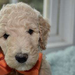 Bernedoodle and Goldendoodle Puppies from Above and Beyond Standards