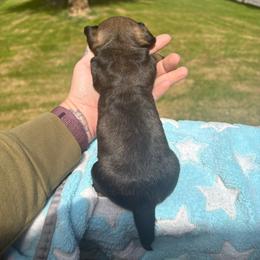 Nikki - Cream female Dachshund puppy in Richwood, West Virginia from Wild and Wonderful Wieners
