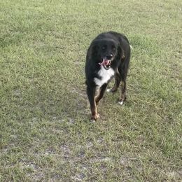 Bandit - Australian Shepherd