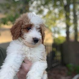 Cheyenne - Parti female Goldendoodle puppy in Jacksonville, Florida from Dandelion Doodles