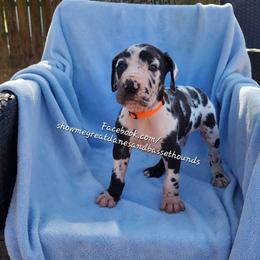 Orange Collar - Harlequin male Great Dane puppy in Alton, Illinois from Show Me Great Danes and Basset Hounds