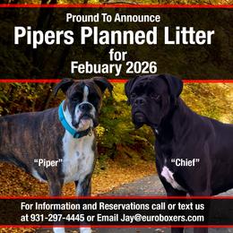 Boxer puppies from Euro Boxers of Tennessee