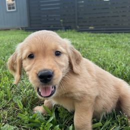 Golden Retriever Puppies from Apple Country Retrievers