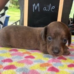 Marty - Blue and tan male Dachshund puppy in Sharon Springs, New York from Show Us The Way Homestead