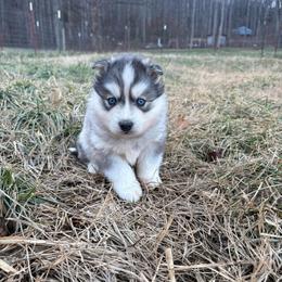 Pink - Gray and white female Siberian Husky puppy in Jonesborough, Tennessee from Dry Creek Siberians