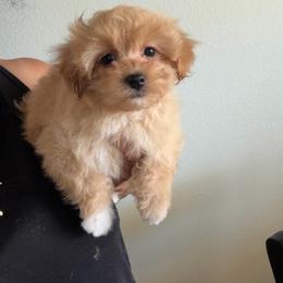 Lady Roxie - Apricot female Maltipoo puppy in Southern,, California from Maltipoo Tiny Pups & More