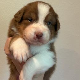Red tri male 1 - Red tri-color male Australian Shepherd puppy in Castle Rock, Washington from Zoolo Kennels