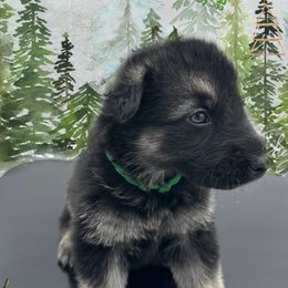 German Shepherd Puppies from Devon Rugerio's German Shepherds