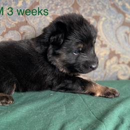 Green collar boy - Black and red male German Shepherd puppy in Coleta, Illinois from Four Leaf Farm- Vom Vierblättriges Bauernhof