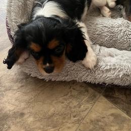 Bandit - Cavalier King Charles Spaniel
